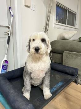 Sophie -  Old English Sheepdog Dog Available for Adoption in Clarksburg, Ontario - Sophie | PetCurious
