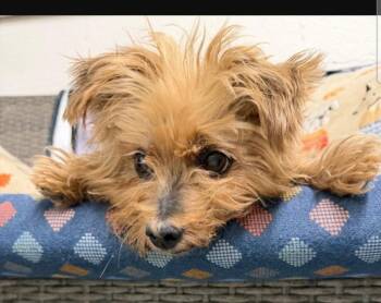 Dorgle -  Yorkshire Terrier and Maltese Dog for Adoption in Ellijay, Georgia - Dorgle | PetCurious