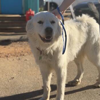 Great Pyrenees Dogs Available for Adoption - Willie Nelson | PetCurious