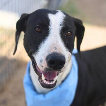 Labrador Retriever Dogs Available for Adoption in San Antonio, Texas - BIRDIE | PetCurious