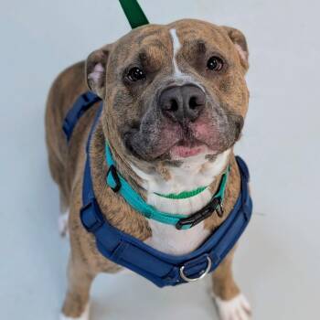 Tiger -  American Staffordshire Terrier Dog for Adoption in Kanab, Utah - Tiger | PetCurious