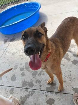 Heather -  Belgian Shepherd Malinois Dog for Adoption in Seward, Nebraska - Heather | PetCurious