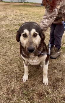 German Shepherd Dog Dogs Available for Adoption in Wetaskiwin, Alberta - Primrose | PetCurious