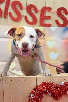 Mrs. Claus -  Mixed Breed Dog for Adoption in Cincinnati, Ohio - Mrs. Claus | PetCurious
