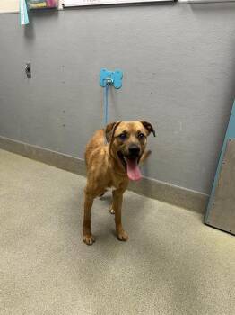 Black Mouth Cur Dogs Available for Adoption in Las Vegas, Nevada - DIXON | PetCurious