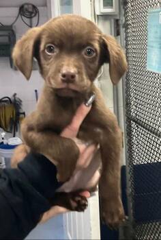 Labrador Retriever Dogs Available for Adoption - Egg 10 Weeks Ava 1/28 | PetCurious