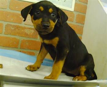 A2092915 -  German Shepherd Dog and Staffordshire Bull Terrier Dog for Adoption in Houston, Texas - A2092915 | PetCurious