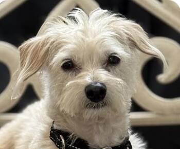 Kayla -  Terrier Dog for Adoption in San Ramon, California - Kayla | PetCurious