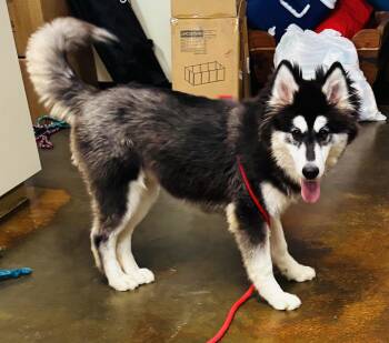 Lady -  Siberian Husky and Alaskan Malamute Dog for Adoption in Council Bluffs, Iowa - Lady | PetCurious