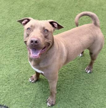 Barty -  American Staffordshire Terrier Dog for Adoption in Huntington, New York - Barty | PetCurious