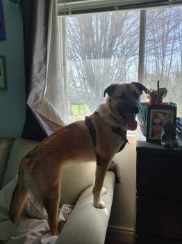 Mixed Breed Dogs Available for Adoption in Athens, Ontario - Kash | PetCurious