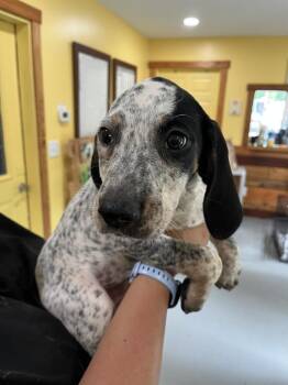 Lefty -  Coonhound Dog for Adoption in Lawrenceburg, Tennessee - Lefty | PetCurious