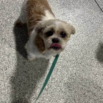 Happy Sue -  Shih Tzu Dog for Adoption in Antwerp, Ohio - Happy Sue | PetCurious