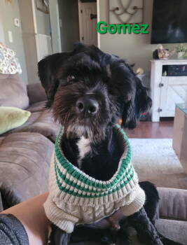 Rescue Shih Tzu and Poodle Dogs for Adoption in WDM, Iowa - Gomez Addams | PetCurious