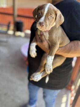 Delilah -  Dalmatian Dog for Adoption in San Antonio, Texas - Delilah | PetCurious
