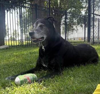Edith -  Labrador Retriever Dog for Adoption in Valparaiso, Indiana - Edith | PetCurious