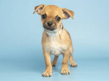 WYNNY -  Chihuahua Dog for Adoption in Phoenix, Arizona - WYNNY | PetCurious