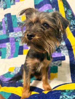 Jax -  Yorkshire Terrier Dog for Adoption in Boerne, Texas - Jax | PetCurious
