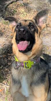 Rescue German Shepherd Dog Dogs for Adoption in Round Rock, Texas - Keira | PetCurious