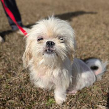 Rescue Pekingese and Maltese Dogs for Adoption in Tyrone, Georgia - Suki 11-2017 | PetCurious