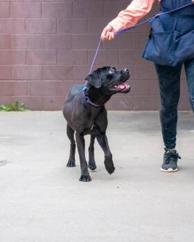 Corsage -  Mixed Breed Dog for Adoption in Chamblee, Georgia - Corsage | PetCurious
