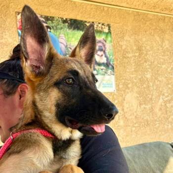 MABEL -  German Shepherd Dog Dog for Adoption in Camarillo, California - MABEL | PetCurious