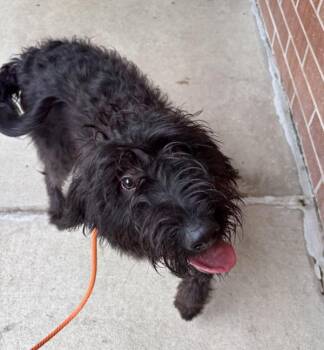 Shadow -  Labradoodle Dog for Adoption in Sioux City, Iowa - Shadow | PetCurious