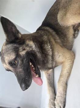 A659213 -  German Shepherd Dog Dog for Adoption in Houston, Texas - A659213 | PetCurious