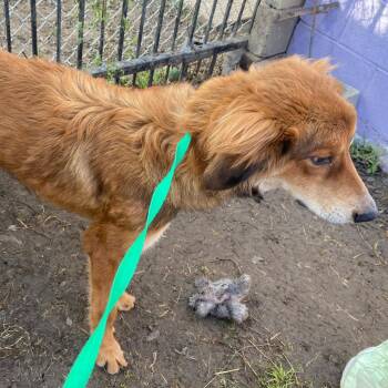 Steve -  Shepherd and Labrador Retriever Dog for Adoption in Laredo, Texas - Steve | PetCurious