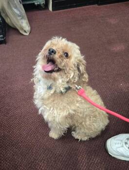 Sassi -  Poodle Dog for Adoption in West Peoria, Illinois - Sassi | PetCurious