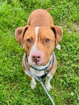 Pit Bull Terrier Dogs Available for Adoption - AMBER | PetCurious