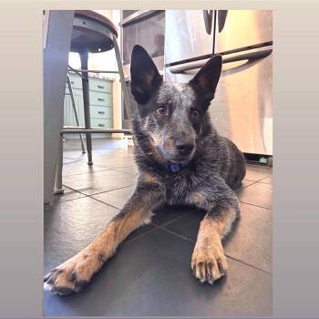 Luka (Courtesy Listing) -  Cattle Dog and Mixed Breed Dog for Adoption in Prescott, Arizona - Luka (Courtesy Listing) | PetCurious