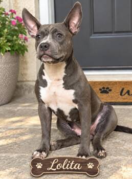 Lolita -  American Bully Dog for Adoption in Lucas, Texas - Lolita | PetCurious