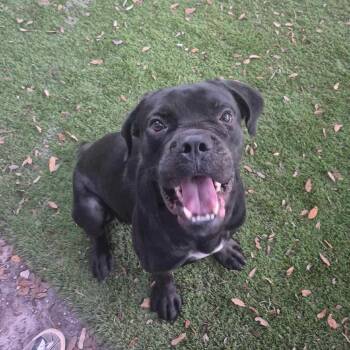 Rescue Boxer and English Bulldog Dogs for Adoption in Port Richey, Florida - Goober | PetCurious