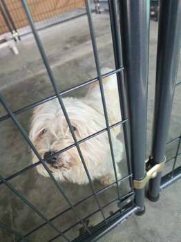 Rescue Lhasa Apso and Mixed Breed Dogs for Adoption in Roseville, California - Fergus | PetCurious