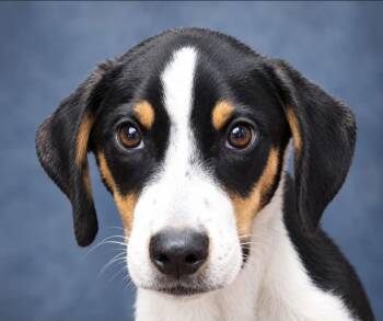 Chief -  Hound Dog for Adoption in Manchester, Connecticut - Chief | PetCurious