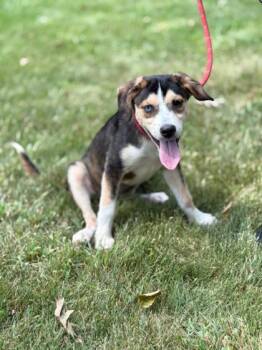 Rescue Mixed Breed Dogs for Adoption in West Chester, Pennsylvania - Khloe | PetCurious