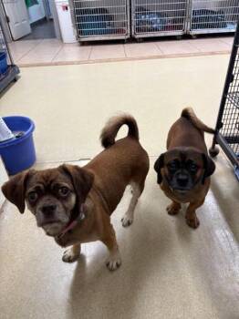 Rescue Pug Dogs for Adoption in Centralia, Illinois - Nessie & Charlie Brown | PetCurious