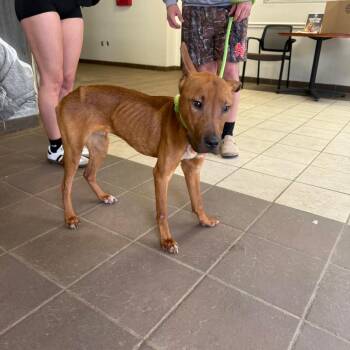 Mixed Breed Dogs Available for Adoption - 02/25/2026-Stray-MarylandCircle | PetCurious