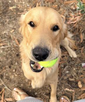 Max -  Golden Retriever Dog for Adoption in Pasadena, California - Max | PetCurious
