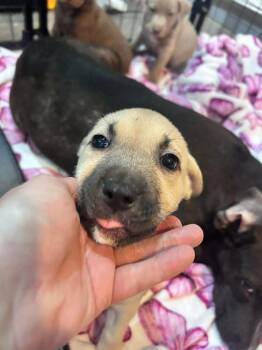 Terrier and Labrador Retriever Dogs Available for Adoption - Pavlova | PetCurious