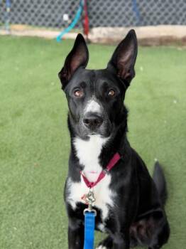 Maximus Prime -  Belgian Shepherd Malinois and Mixed Breed Dog for Adoption in Fruit Heights, Utah - Maximus Prime | PetCurious