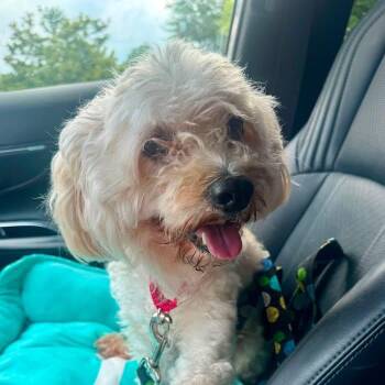 Toby -  Mixed Breed Dog for Adoption in Fredericksburg, Virginia - Toby | PetCurious