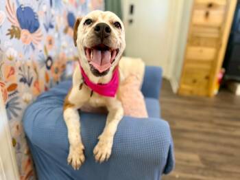Pit Bull Terrier and Pointer Dogs Available for Adoption in Friendswood, Texas - Pippi Longstocking Pocket Sparkle | PetCurious