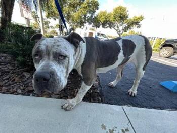 Mixed Breed Dogs Available for Adoption - Priscilla | PetCurious