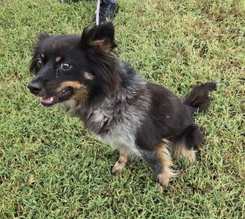 Ruby -  Pomeranian and Australian Shepherd Dog for Adoption in Larned, Kansas - Ruby | PetCurious