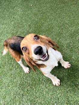 Harry -  Beagle Dog for Adoption in Baker, Louisiana - Harry | PetCurious