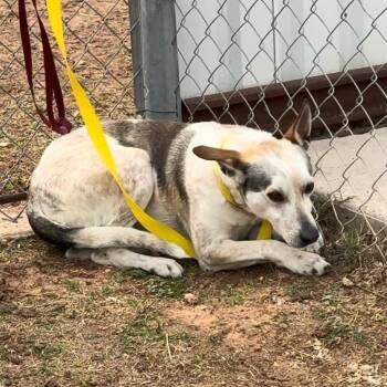 Bagel -  Australian Cattle Dog Blue Heeler Dog for Adoption in Blue Springs, Missouri - Bagel | PetCurious
