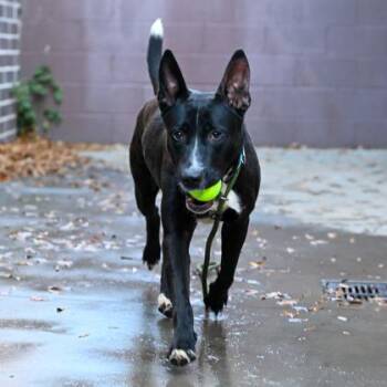Mixed Breed Dogs Available for Adoption in Chamblee, Georgia - Prissip- ADOPTED! | PetCurious