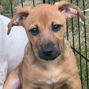 VELMA -  Mixed Breed Dog for Adoption in Seale, Alabama - VELMA | PetCurious